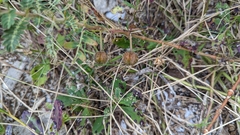 Tribulus cistoides