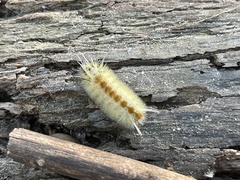 Lophocampa annulosa