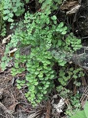 Adiantum poiretii
