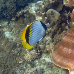 Chaetodon lineolatus