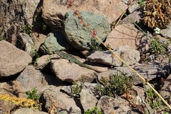 Liolaemus nigroviridis