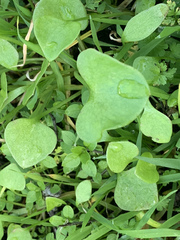 Claytonia perfoliata