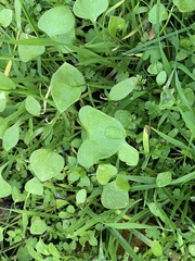 Claytonia perfoliata