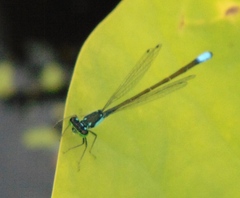 Ischnura damula
