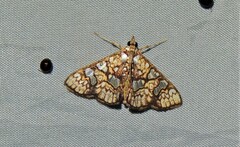 Glyphodes canthusalis