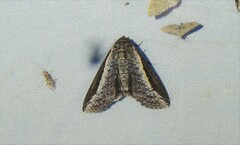 Lophoptera vittigera