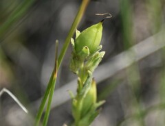 Penstemon albidus
