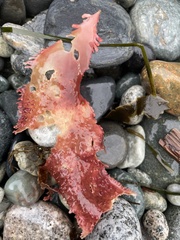 Chondracanthus