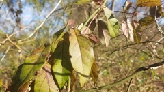 Bignonia capreolata