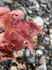 Chondracanthus