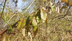 Bignonia capreolata