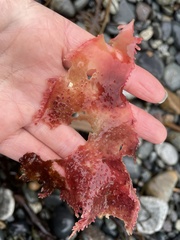 Chondracanthus