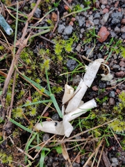 Chrysemys picta bellii
