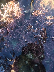 Calliarthron tuberculosum