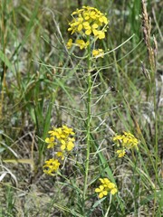 Erysimum asperum