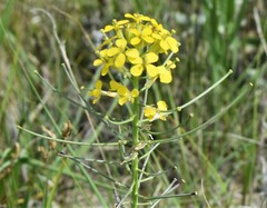 Erysimum asperum