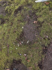 Chrysemys picta bellii