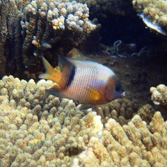 Plectroglyphidodon dickii