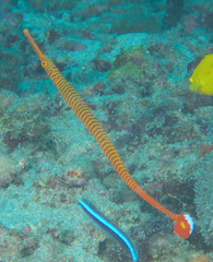 Dunckerocampus pessuliferus