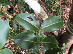 Mischocarpus anodontus