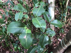 Mischocarpus anodontus