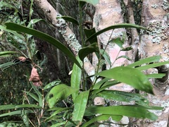 Acacia fasciculifera