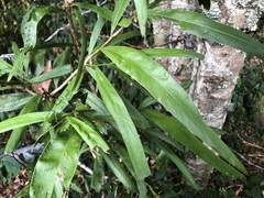 Acacia fasciculifera