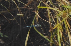 Aeshna palmata