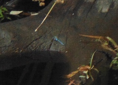 Aeshna palmata