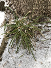 Carex pedunculata