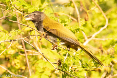 Saltator atriceps