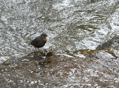 Cinclus schulzii