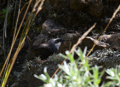 Scytalopus superciliaris