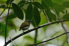 Aethopyga temminckii