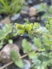 Senecio vulgaris