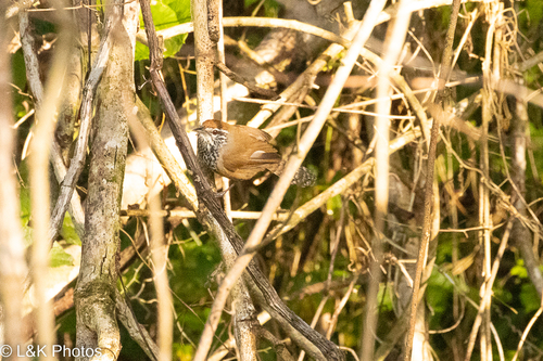 Spot-breasted Wren (Pheugopedius maculipectus), photo 5