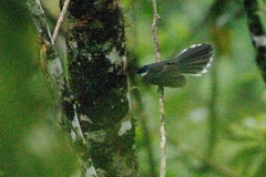 Rhipidura albicollis