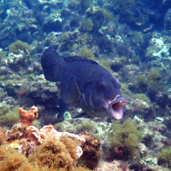 Notolabrus inscriptus