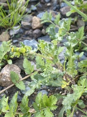 Senecio vulgaris