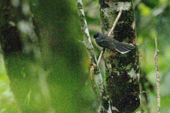 Rhipidura albicollis