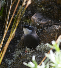 Scytalopus superciliaris