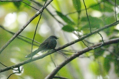 Rhipidura albicollis