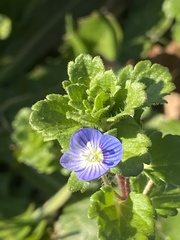 Veronica persica