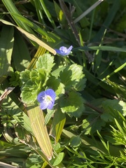 Veronica persica