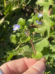 Veronica persica