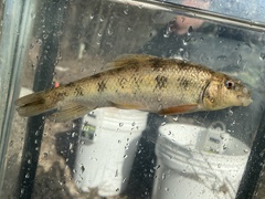 Erimyzon claviformis