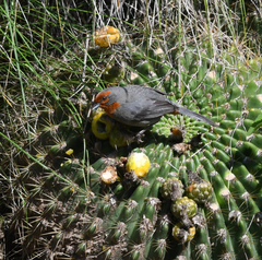 Poospiza baeri