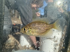 Centrarchus macropterus