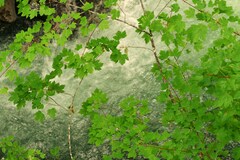 Acer glabrum douglasii