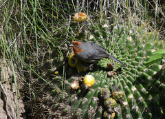 Poospiza baeri